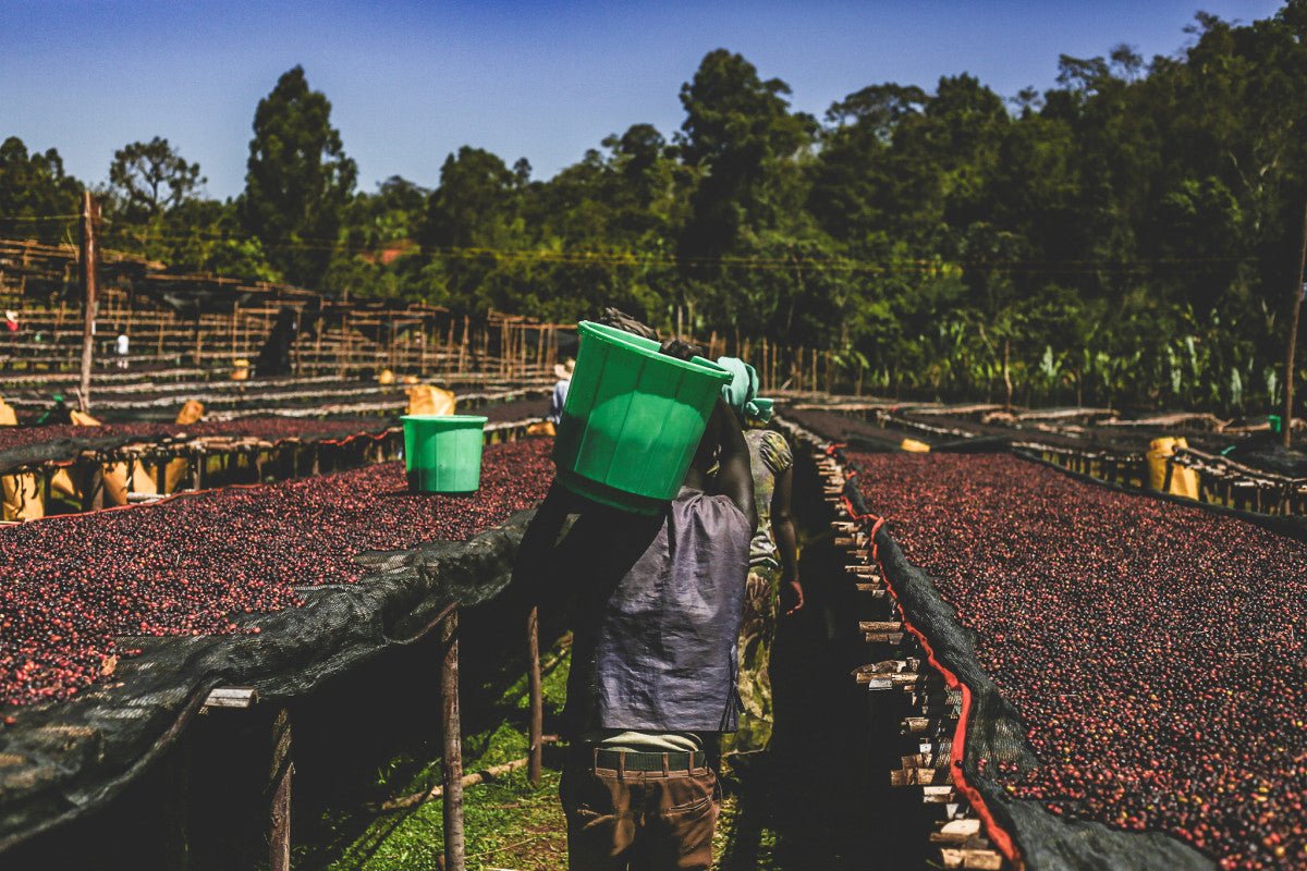 Bombastic Espresso - Romerike Kaffebrenneri AS