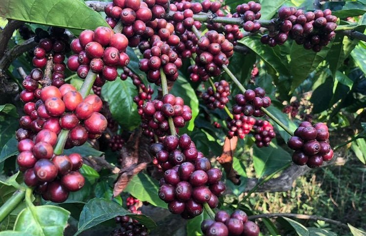 Ghattadahally Espresso - Romerike Kaffebrenneri AS