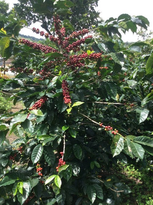 Jesús Cerón - Romerike Kaffebrenneri AS