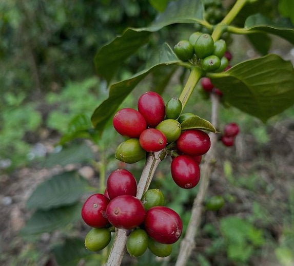 Pitalito (Decaf Espresso) - Romerike Kaffebrenneri AS