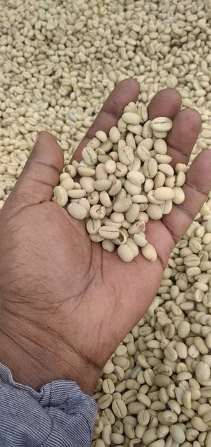 Sheka Forest (Decaf Espresso)